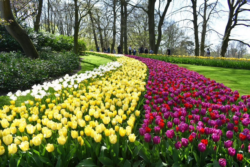 オランダ 世界一美しい春のフラワーパーク キューケンホフ公園 ワールドワイドあっちこっち
