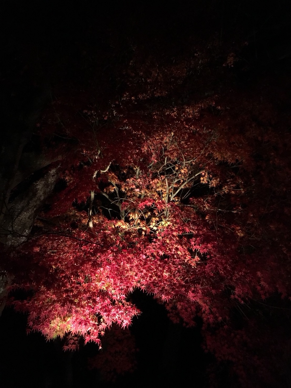 福岡県 魅惑の紅葉スポットで縁を結ぶ 宝満宮竈門神社 ワールドワイドあっちこっち